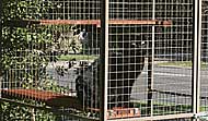 Safe and secure cat enclosures