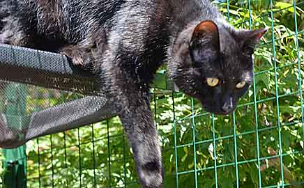 Betta Cat Enclosures Across Australia